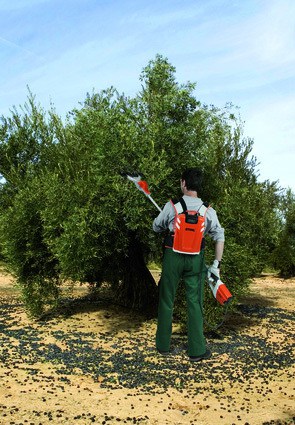 Batolladors per collir olives